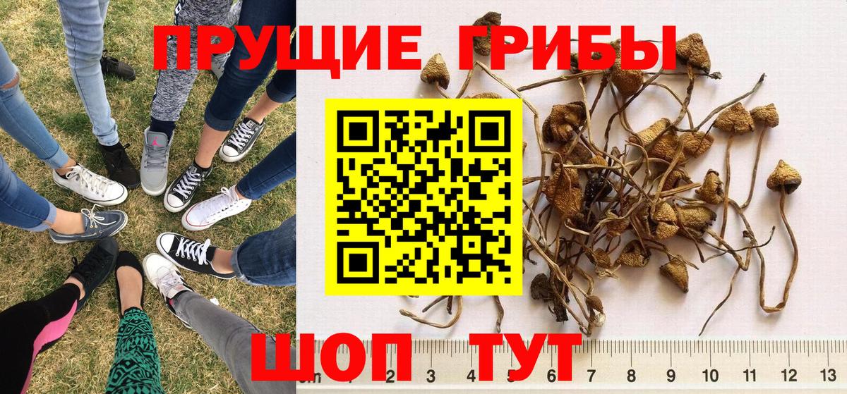 Ейск  Галлюциногенные грибы прущие грибы  Вход с VPN  Псилоцибиновые грибы Magic Shrooms 